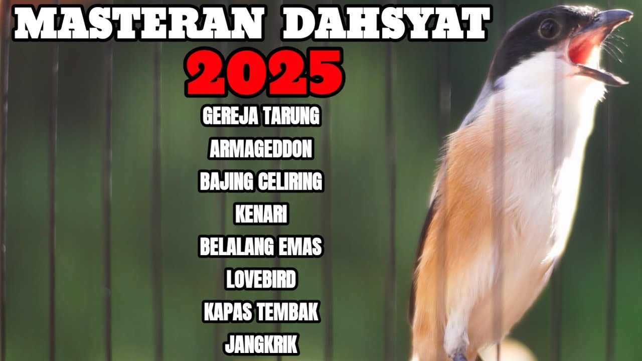 CENDET GACOR SUARA FULL TEMBAKAN AMPUH MEMANCING CENDET YANG LAIN IKUT GACOR