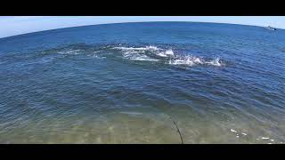 Albies Charging the Beach - NJ Surfcasting Fall 2018 (GoPro Hero 7)