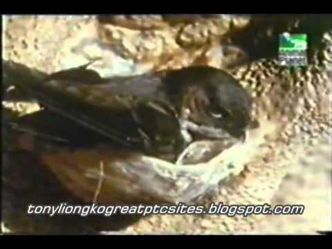 Video Chim yến làm tổ như thế nào - youtube