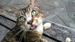 公園のベンチでベロ出したままのキジ猫ちゃんと戯れる