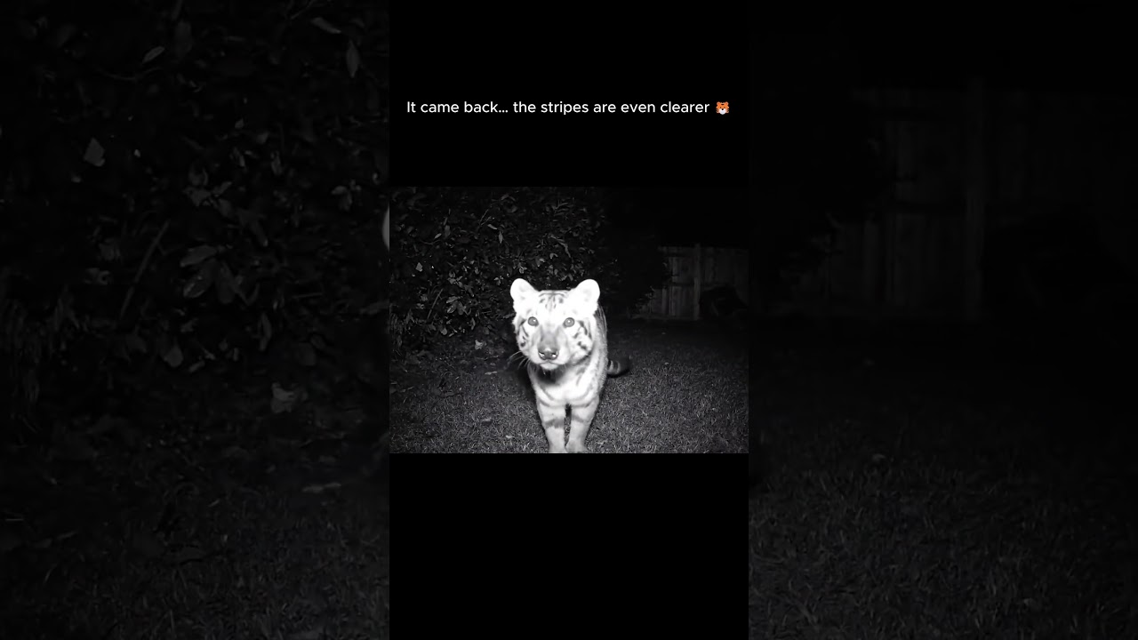 Tasmanian Tiger Seen AGAIN on Backyard Cam