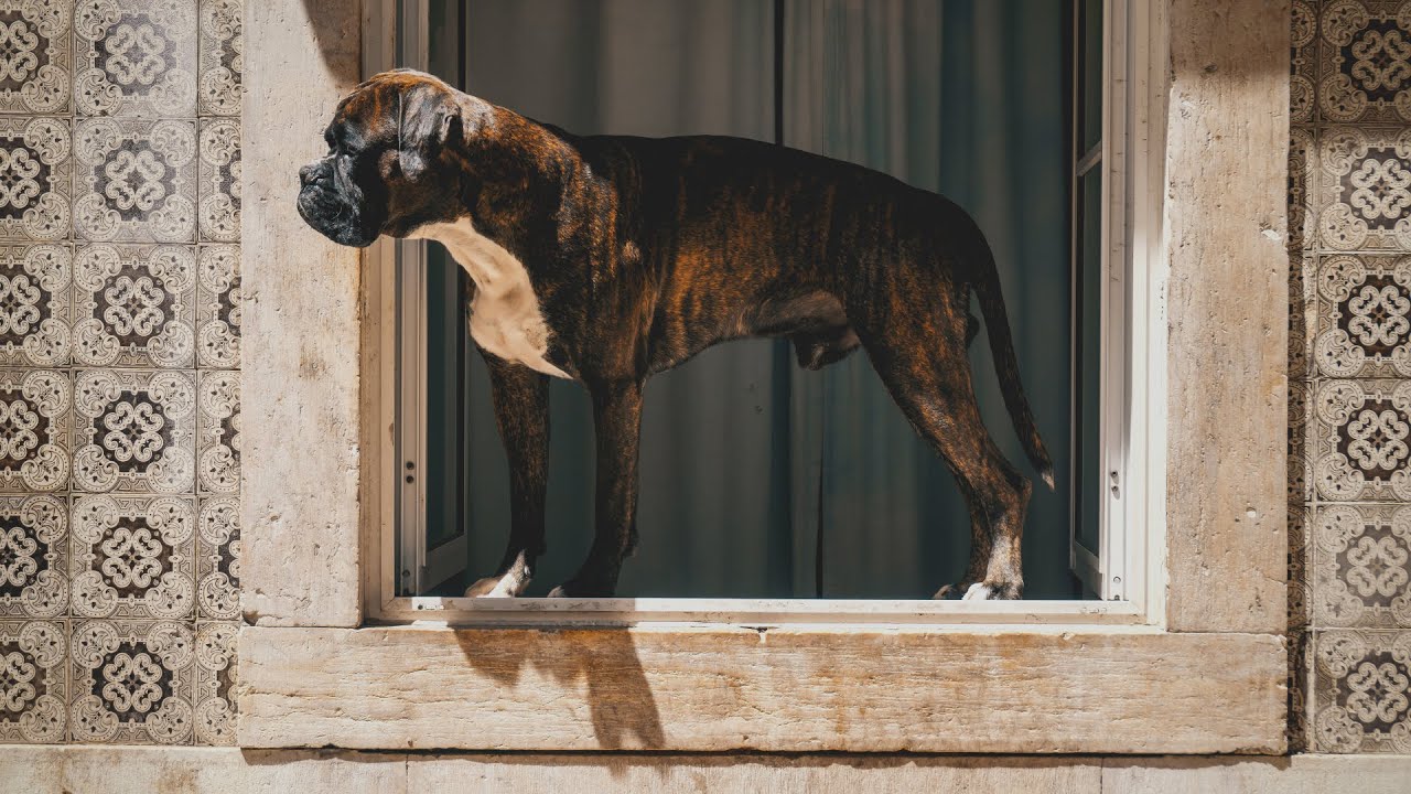 ARRIVEDERCI, LISBONA!