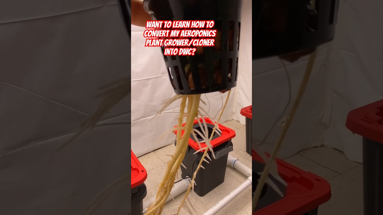 How To Build A Deep Water Culture Grow System 