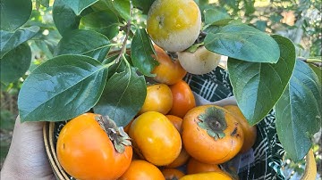 Fuyu Japanese Non Astringent Persimmons 