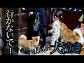 ２歳孫がばあちゃんに「行かないで！」と大泣。大興奮＆大歓迎の帰宅