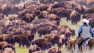 How US Ranchers Raise Thousands Of Bison  Bison Farming Documentary