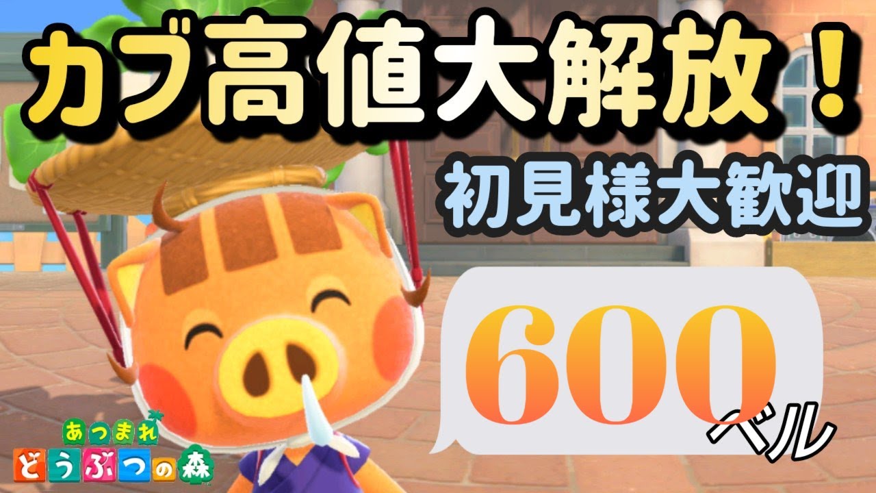 どうぶつのもり あつ森実況】カブ価600ベル！往復何度でも！！初見さんも大歓迎