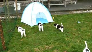Drent Partridgedog Puppies Quinto X Lobke Playing In The Garden 14-03-2011