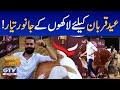 Eid ul Azha Special Show | Cows and Buffalos Ready for Sacrifice | Wild Pets | GTV Network HD