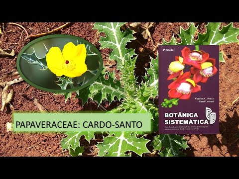 PAPAVERACEAE: A PLANTA CARDO-SANTO