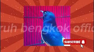 Jangan Asal Putar Masteran! Ini yang Bikin Murai Batu Malah Drop!