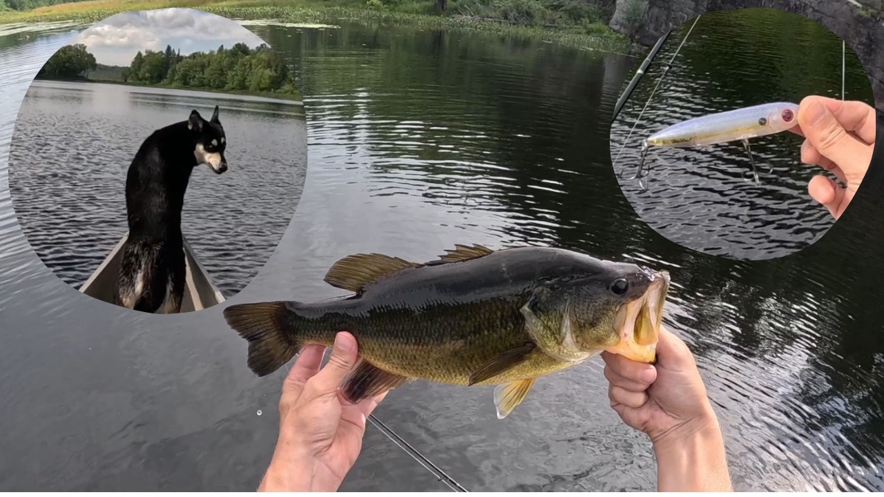 Dog, Canoe, River: Our Perfect Afternoon Fishing (Bass, Pike & a Lost Lunker)