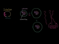 Interfase | División celular | Biología | Khan Academy en Español