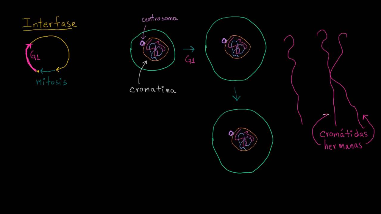 esquina Puede ser calculado hada Interfase | División celular | Biología | Khan Academy en Español - YouTube