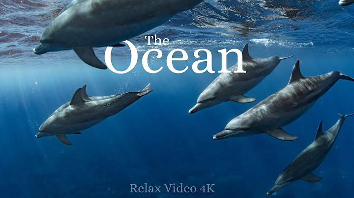 GLI ANIMALI DELL' OCEANO ocean animals con musica rilassante