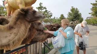 ЭТО НАДО УВИДЕТЬ! Обнимашки с верблюдом. Camel hugs, Taigan Lions Park
