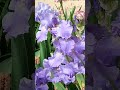 24 май 2026 г.Перуники, Iris, Стара Загора.
