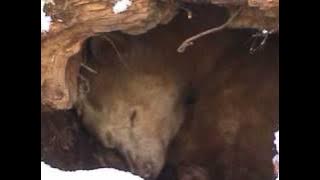Spirit Bear Hibernating in his Winter Den