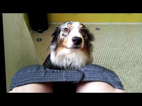 Video: ¿Tu perro te está manipulando?