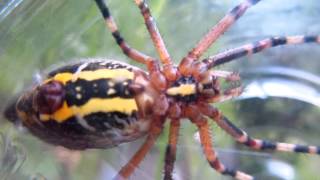 ナガコガネグモ くも 蜘蛛 SPIDER No2 昆虫図鑑