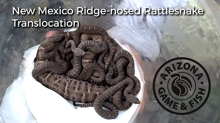 New Mexico Ridge-nosed rattlesnake translocation