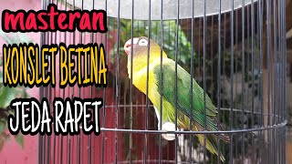 MASTERAN LOVEBIRD KONSLET BETINA #betinakonslet #betinakonslet #jedarapet