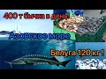 Куда пропала рыба с Азовского моря? Рекордный вес Белуги 1224 кг!Рыбалка! Бычок за рыбу не считали!