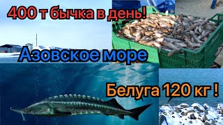 Куда пропала рыба с Азовского моря? Рекордный вес Белуги 1224 кг!Рыбалка! Бычок за рыбу не считали!
