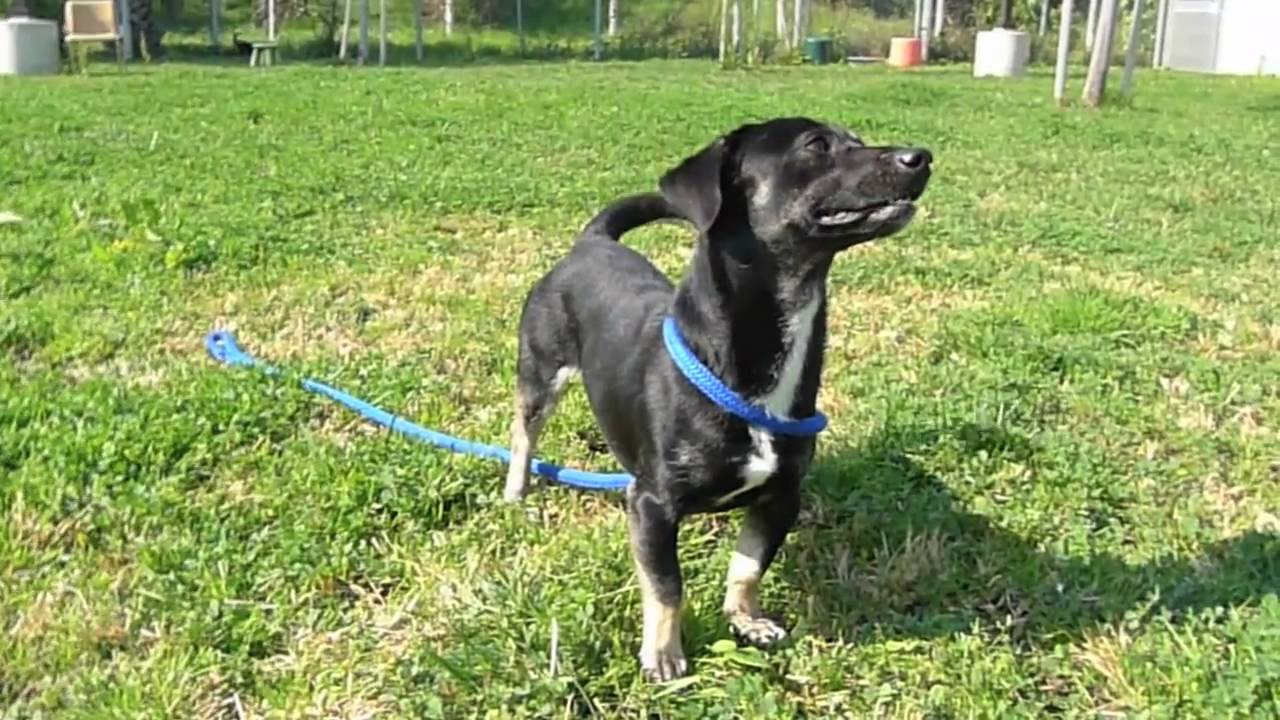 robert cabral prong collar Aldo A1178576: Bound Angels Shelter Angel VIdeo