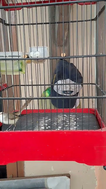 burung ciblek sawah gacor isian cililin pedas