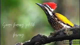 suara masteran burung juara!!! suara pelatuk bawang gacorrrr!!!!!!!