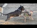 A Bouncy Pit Gets Swatted Down