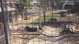 A woman was caught on camera as she climbed into zoo tiger enclosure
to retrieve her hat. report by cara legg. odn is your home for top
visual stories happ...