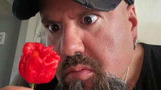 Dragons Breath!! From Hellfire Farms 