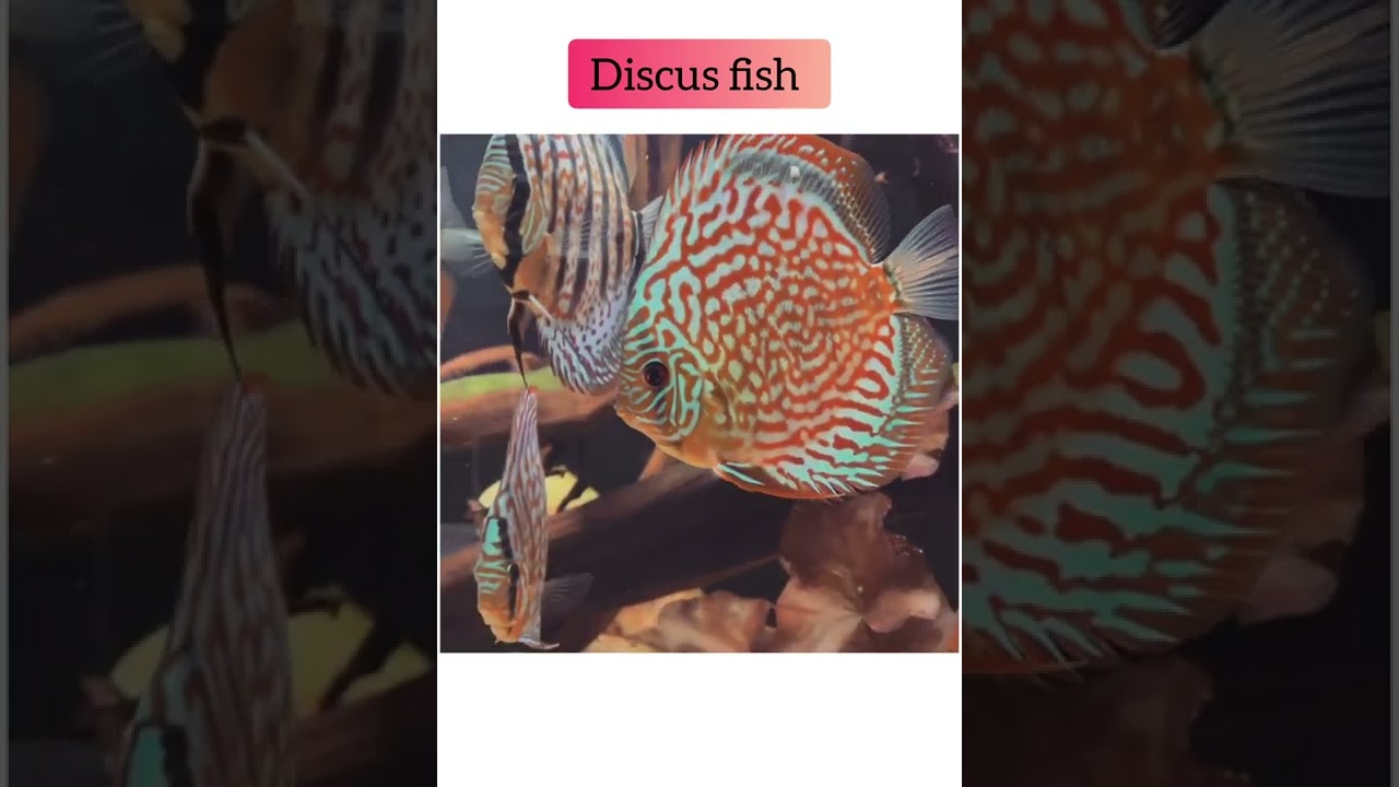 Discus Fish. 