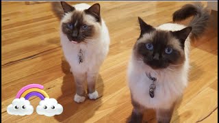 Ragdolls Cats do Tricks for Treats by Ragdolls 4 Real 🐱 584 views 5 months ago 1 minute, 40 seconds