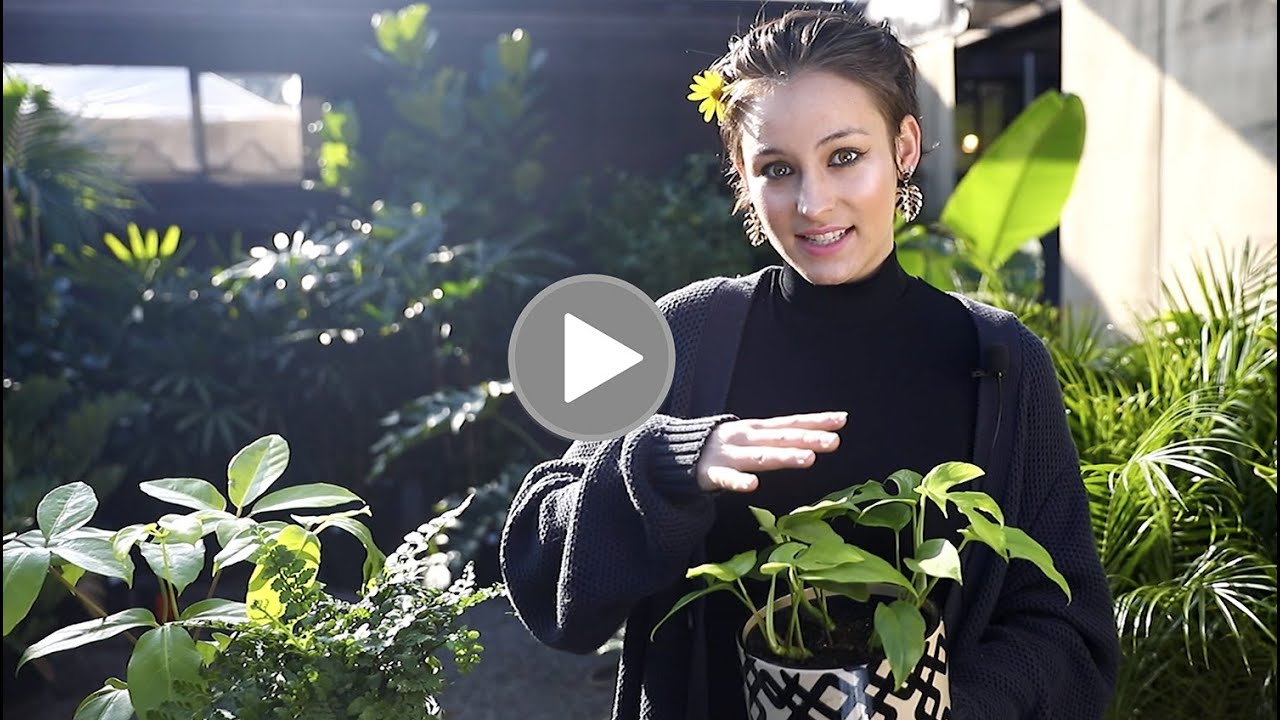 5 Must-Have Easy Care Indoor Plants (Houseplants) 