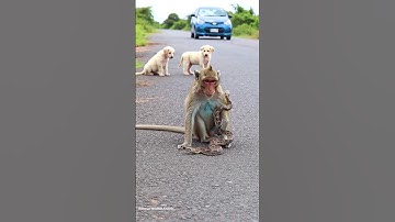 A kind-hearted man rescues a helpless monkey from a vicious snake.