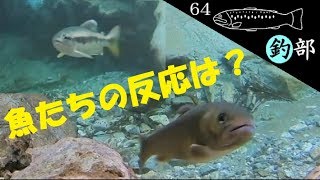 【フライ】- 考察 - フライと水中の様子 【釣部】