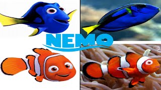 شخصيات كرتون نيمو فى الحقيقة | Nemo characters in fact