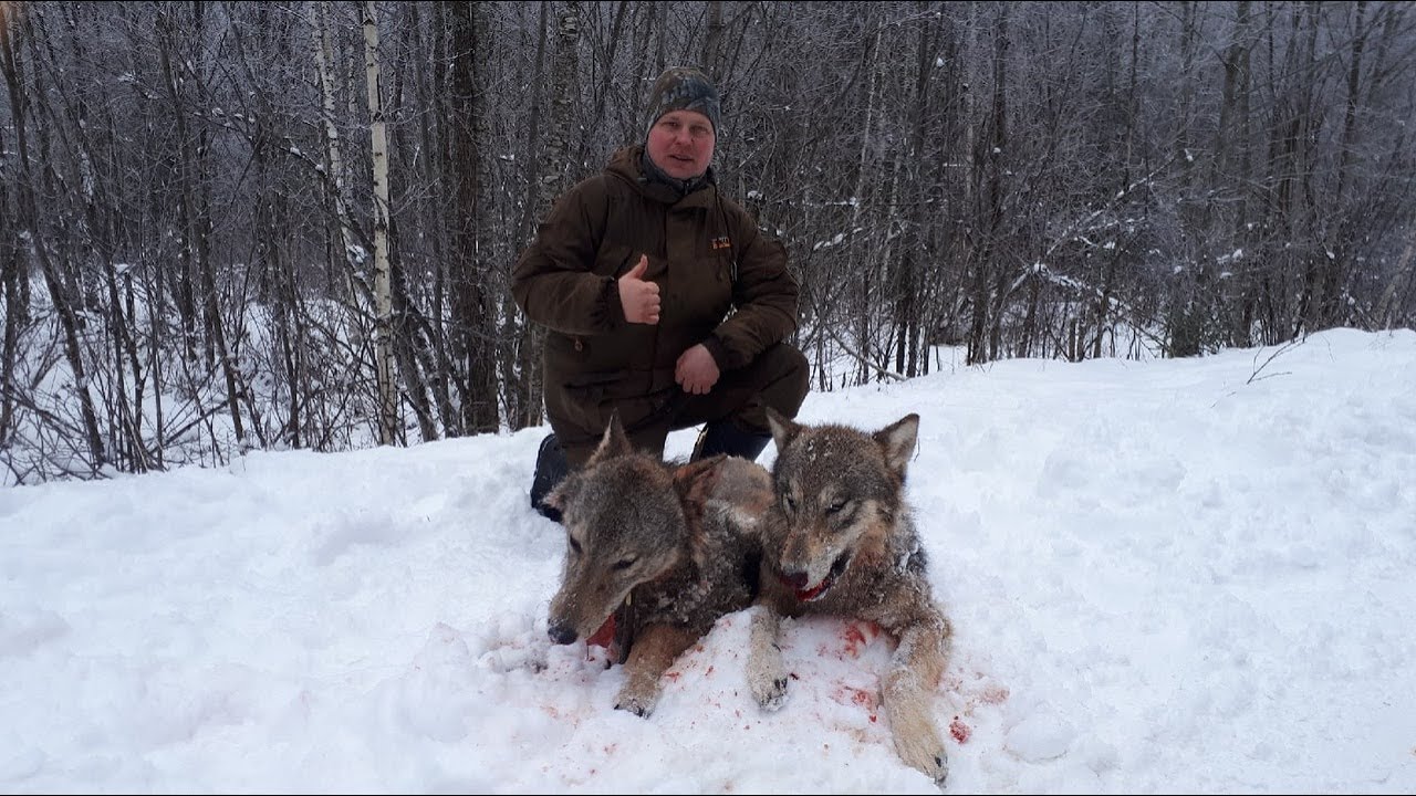 Охота на волка. Добыл добыл всю стаю. #охота - YouTube