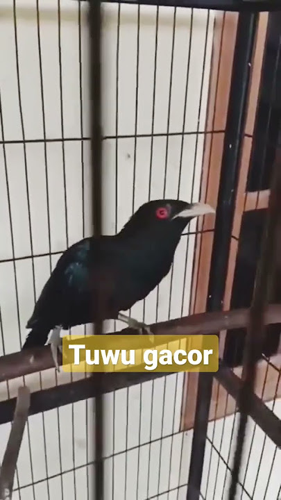 burung Tuwu gacor endemik malaysia