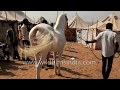 Breeding Marwari horses in India - stallion covers mare