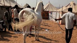 Breeding Marwari Horses In India - Stallion Covers Mare Breeding Marwari Horses In India - Stallion Covers Mare