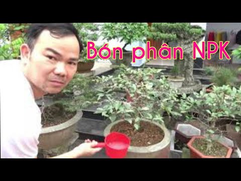 Video: Bón thúc cho ficus: các loại phân và quy tắc bón