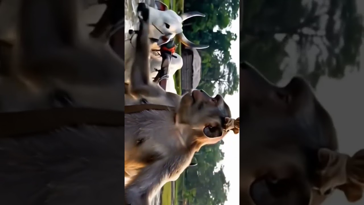 Dhaan ki Kheti....291K1,25/