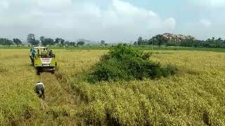 Foxtail millet harvesting