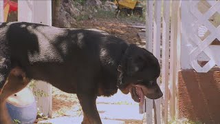 Microchip reunites owner with missing dog 8 years later