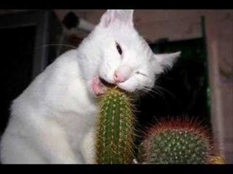 funny things that make me laugh youtube