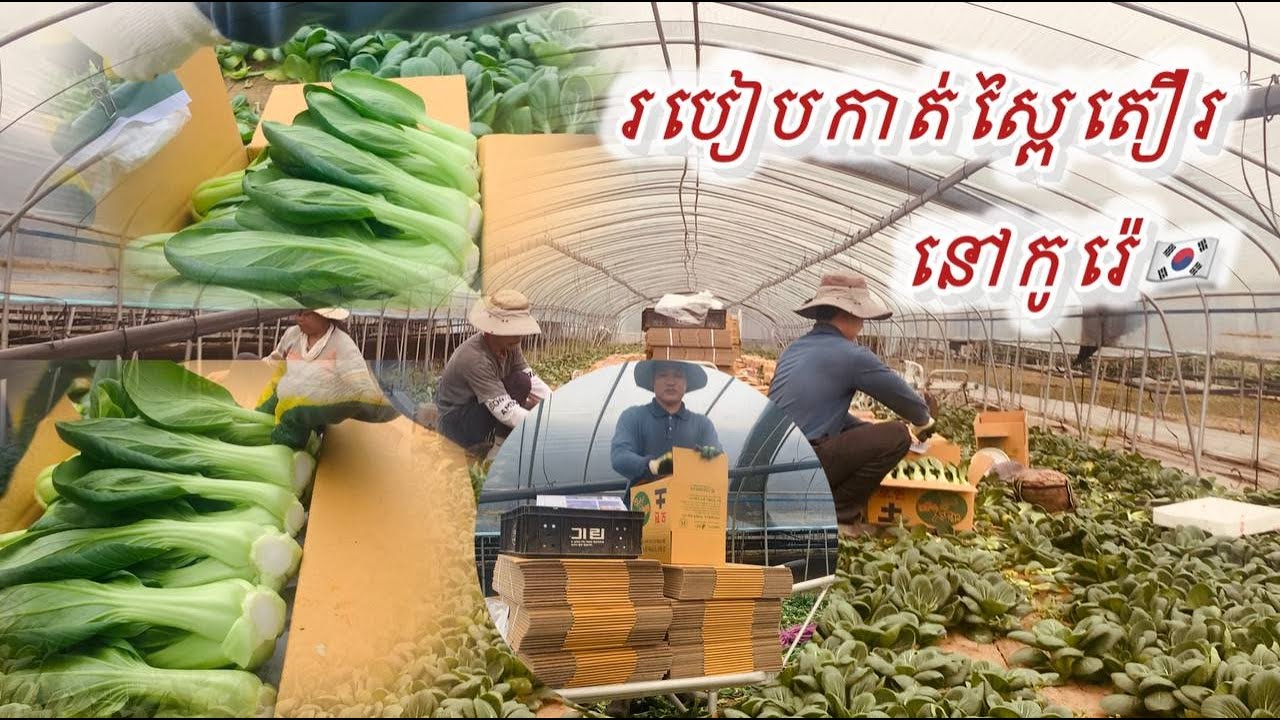 របៀបកាត់ស្ពៃតឿរនៅកូរ៉េ